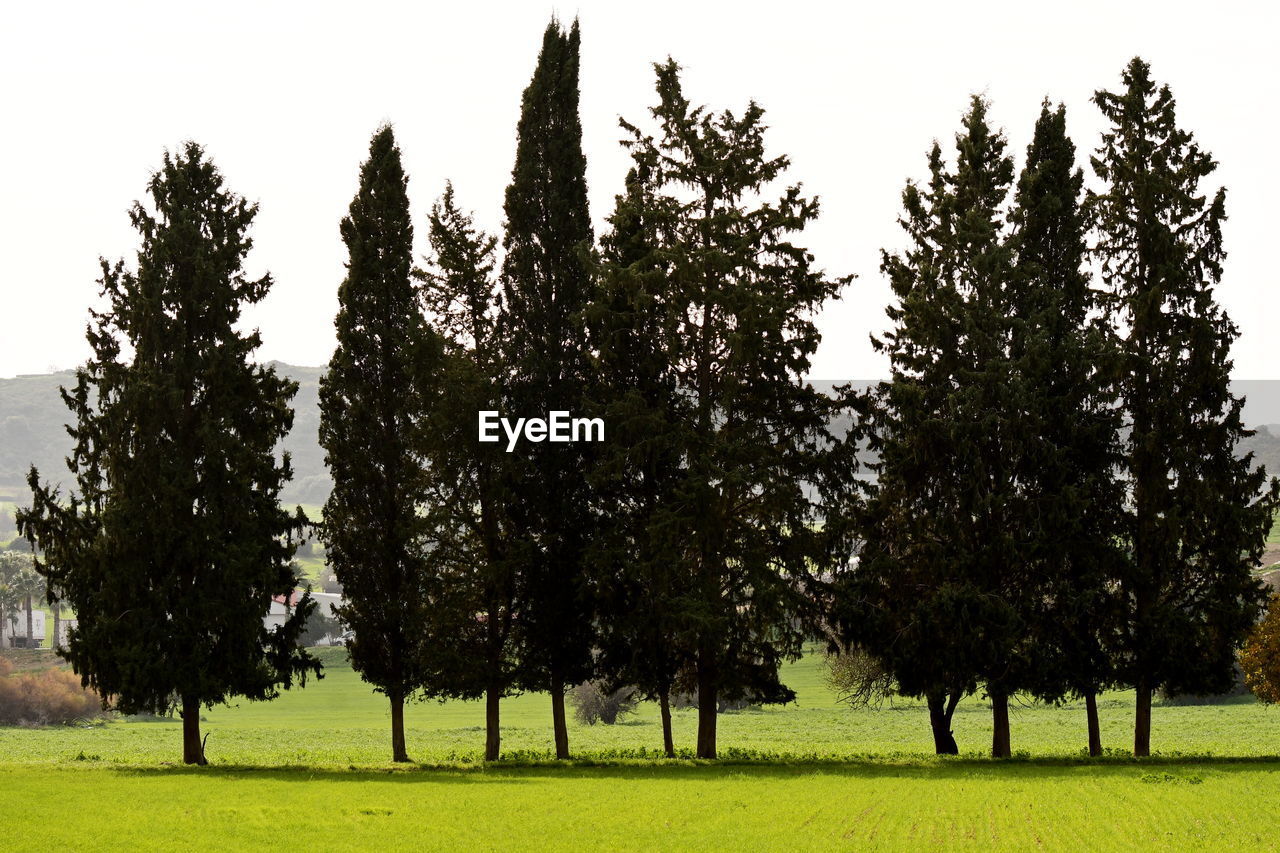 TREES ON FIELD