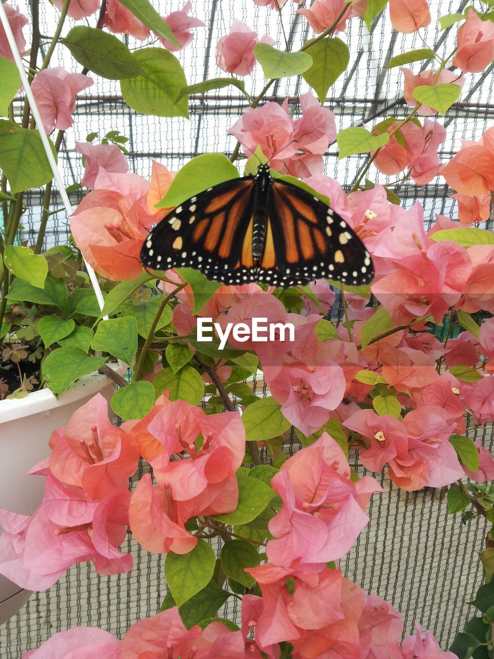 CLOSE-UP OF BUTTERFLY PERCHING ON PINK FLOWER