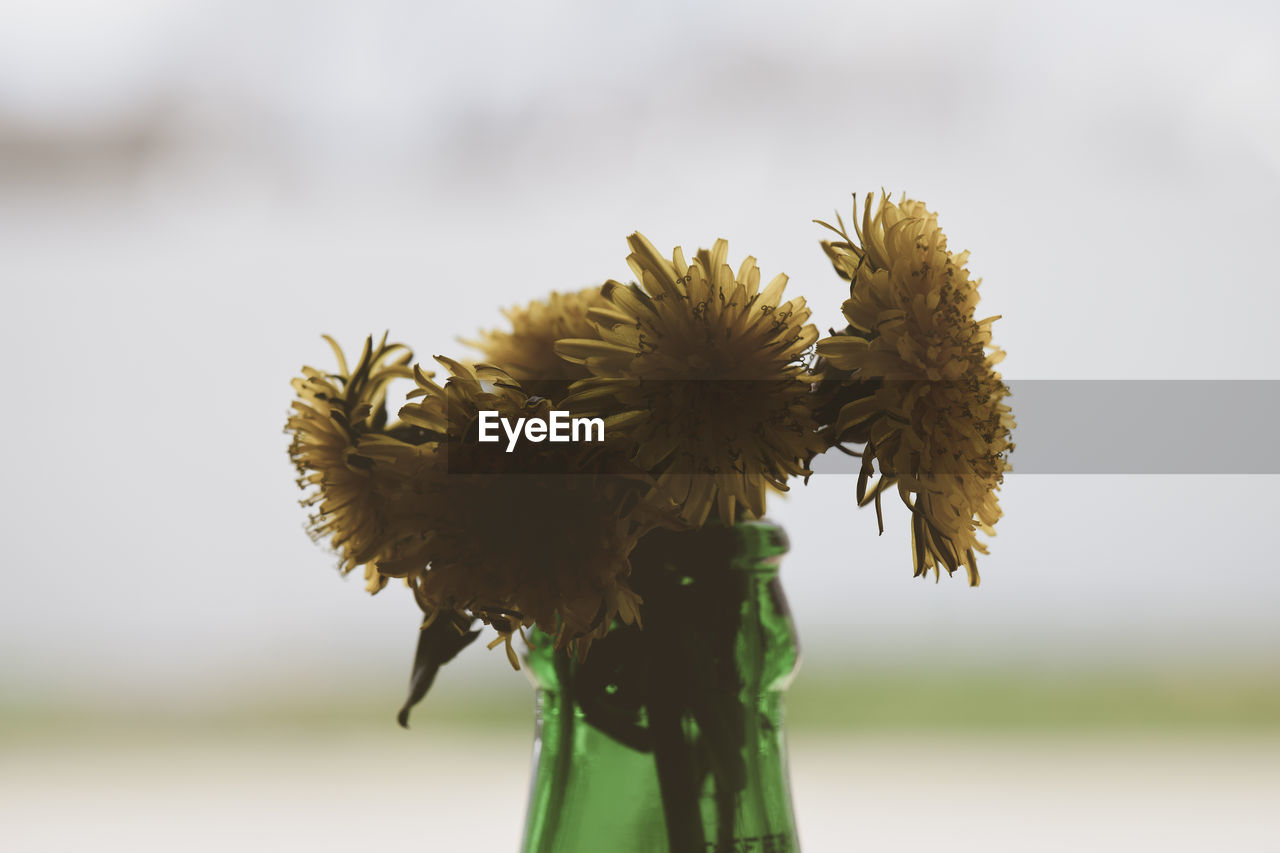 Close-up of yellow flower in bottle