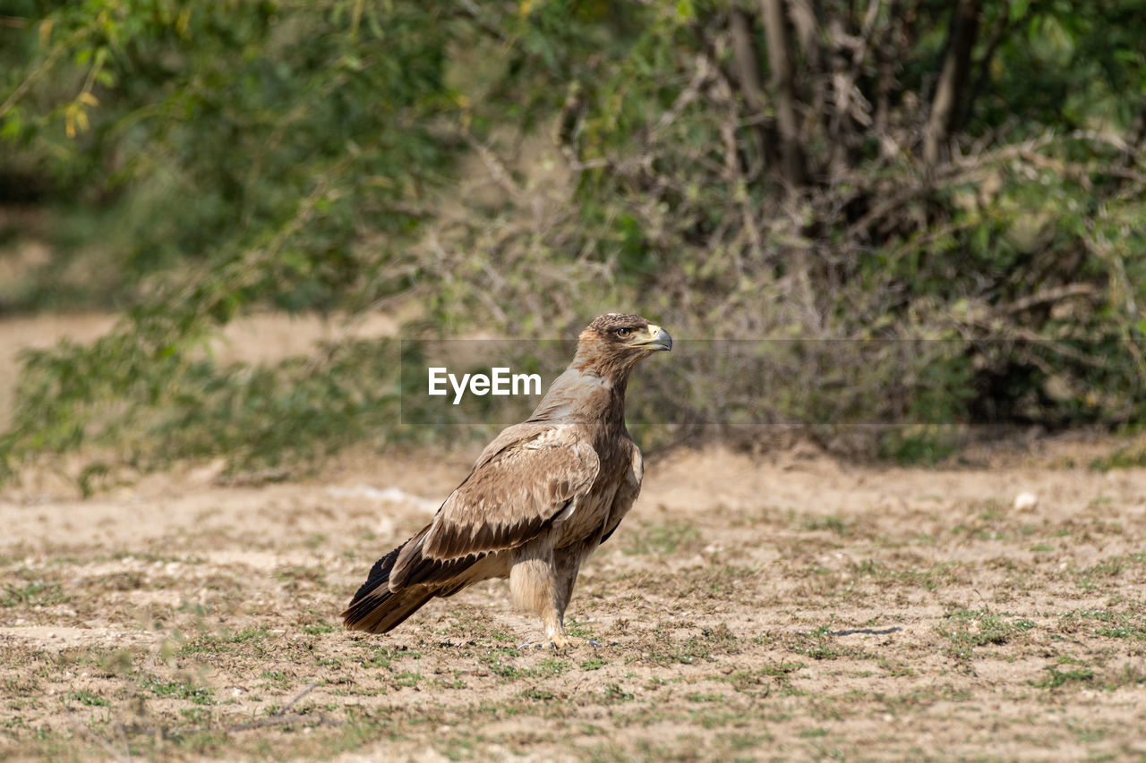 SIDE VIEW OF A BIRD