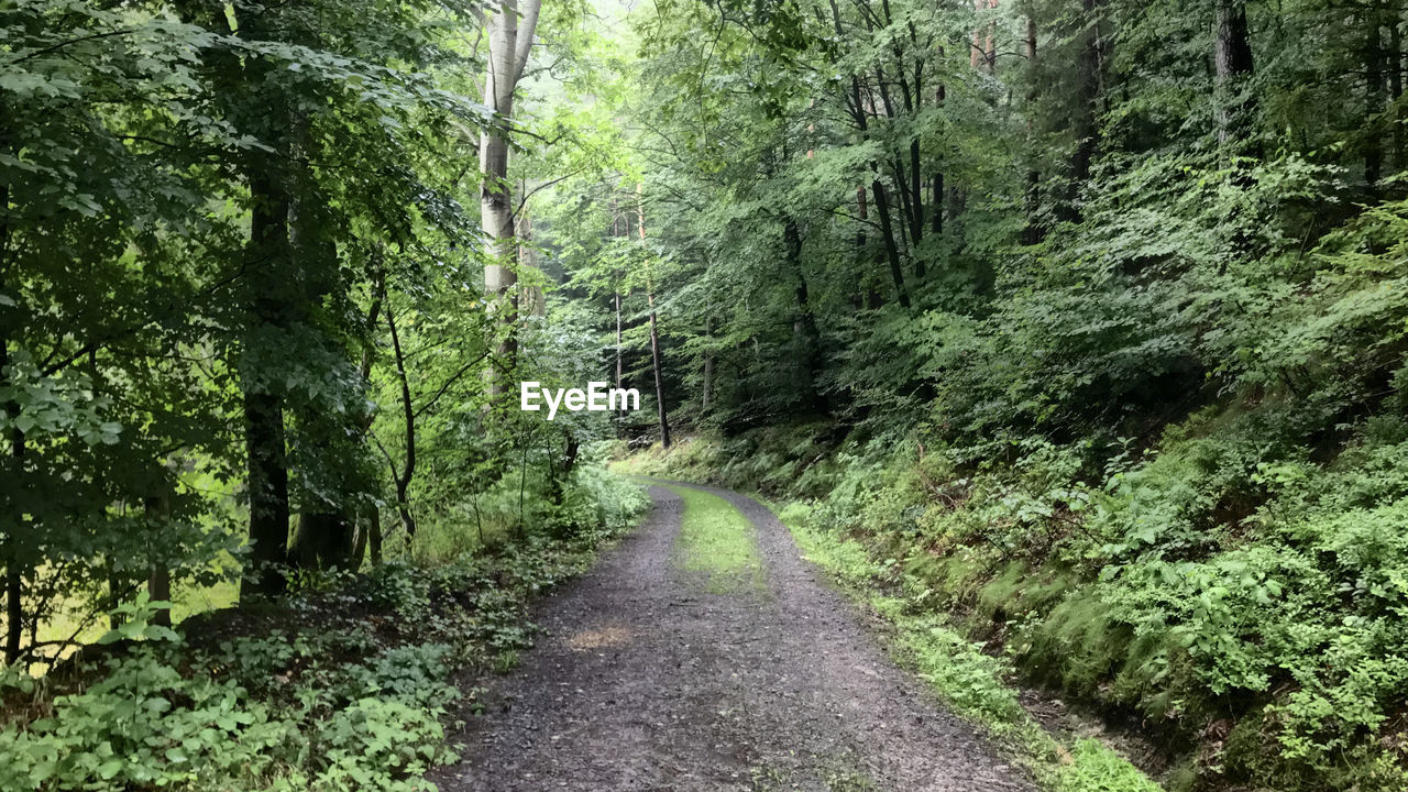 DIRT ROAD AMIDST TREES AND PLANTS IN FOREST