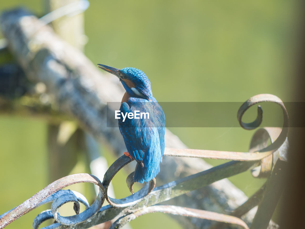 Close-up of bird perching on railing