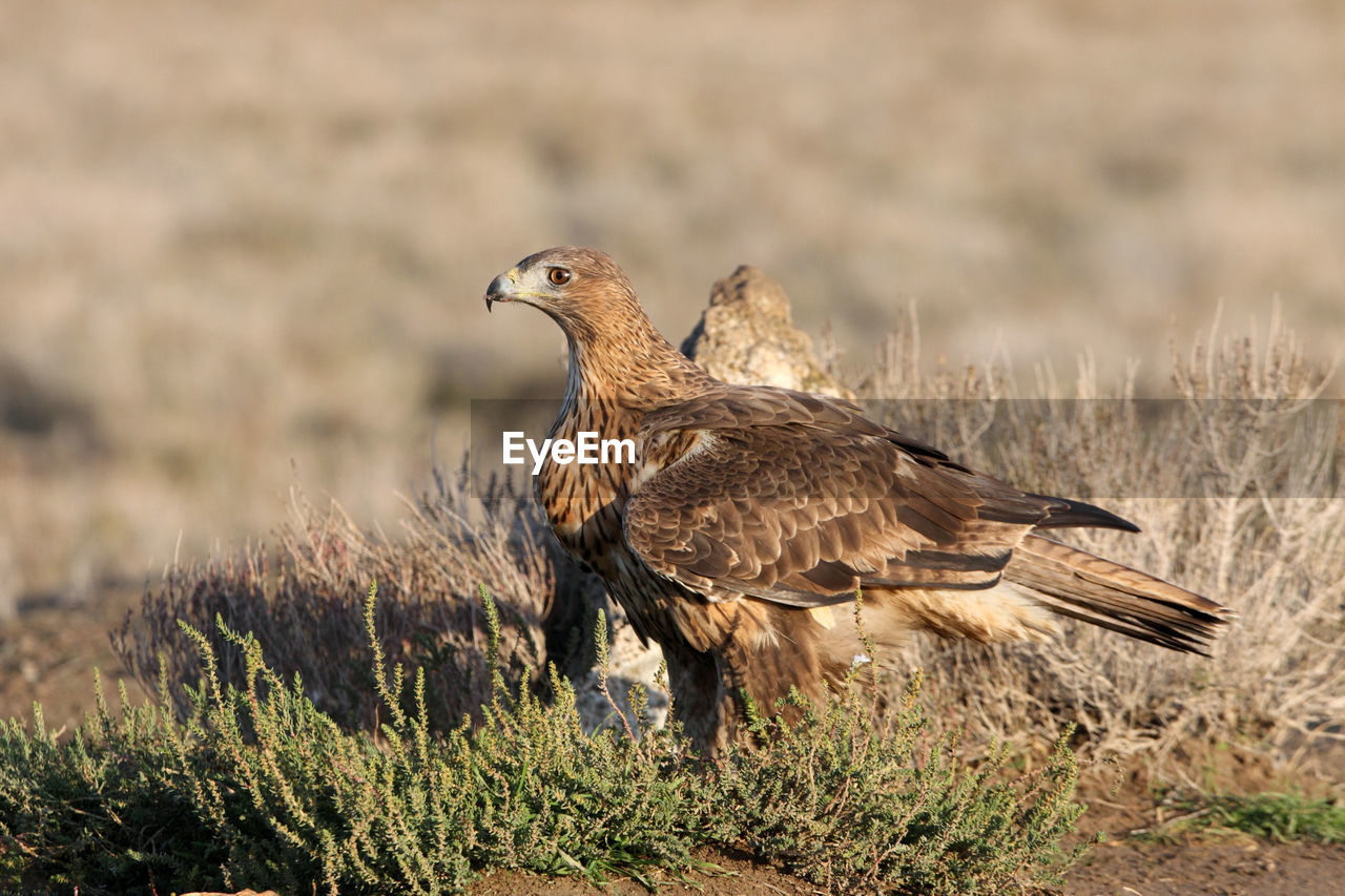SIDE VIEW OF EAGLE PERCHING ON A FIELD