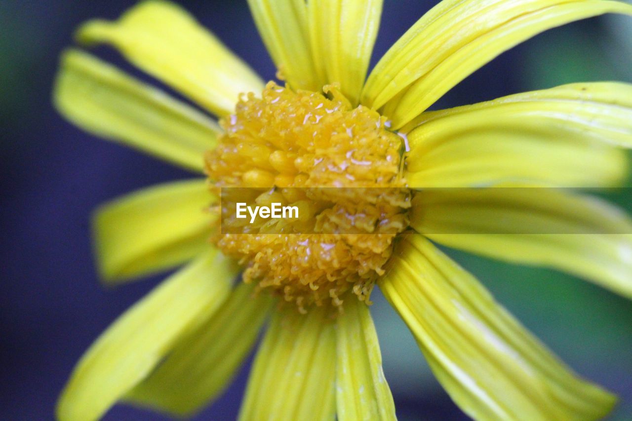 CLOSE-UP OF YELLOW FLOWER PETAL