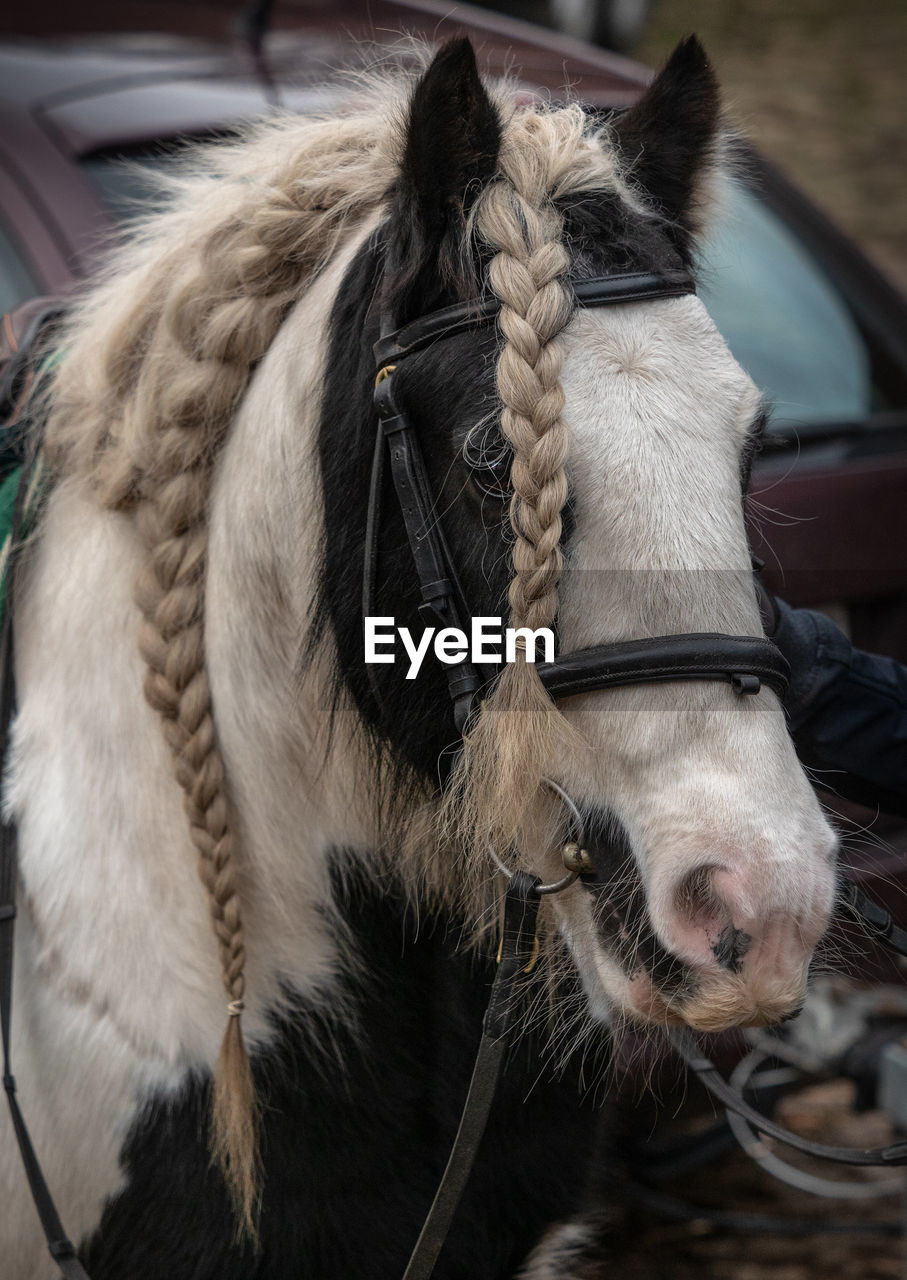 CLOSE-UP OF A YOUNG HORSE