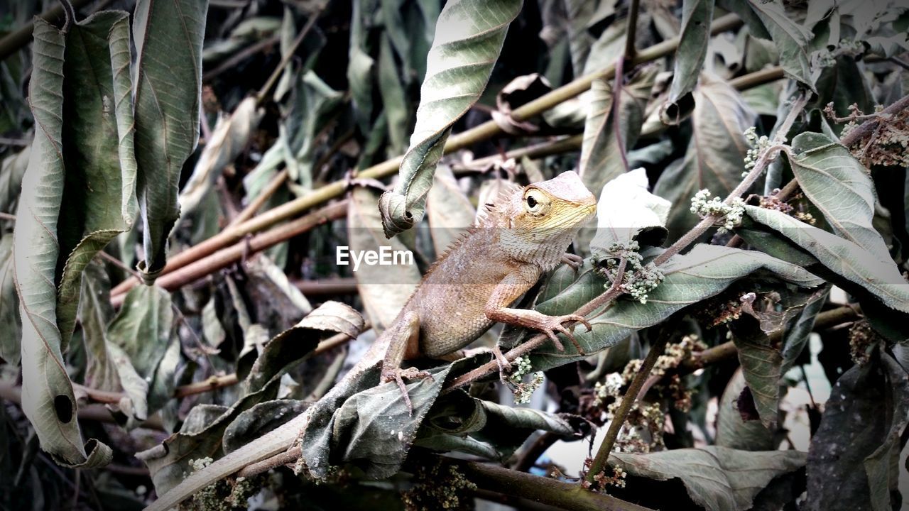 CLOSE-UP OF SQUIRREL