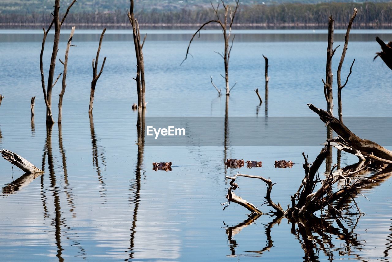 high angle view of birds in lake