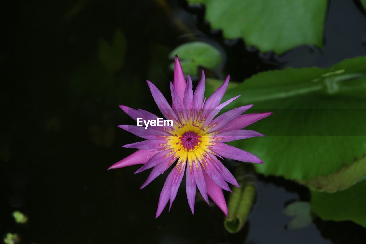 CLOSE-UP OF WATER LILIES BLOOMING OUTDOORS