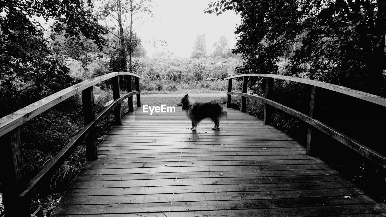 View of one dog on footbridge