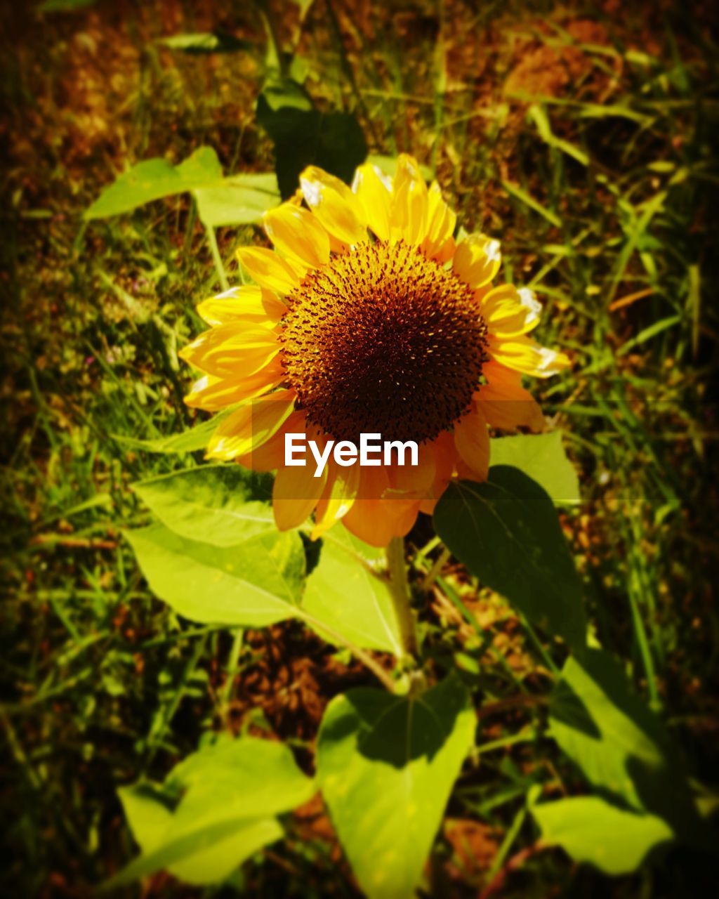 CLOSE-UP OF YELLOW FLOWERS BLOOMING IN FIELD