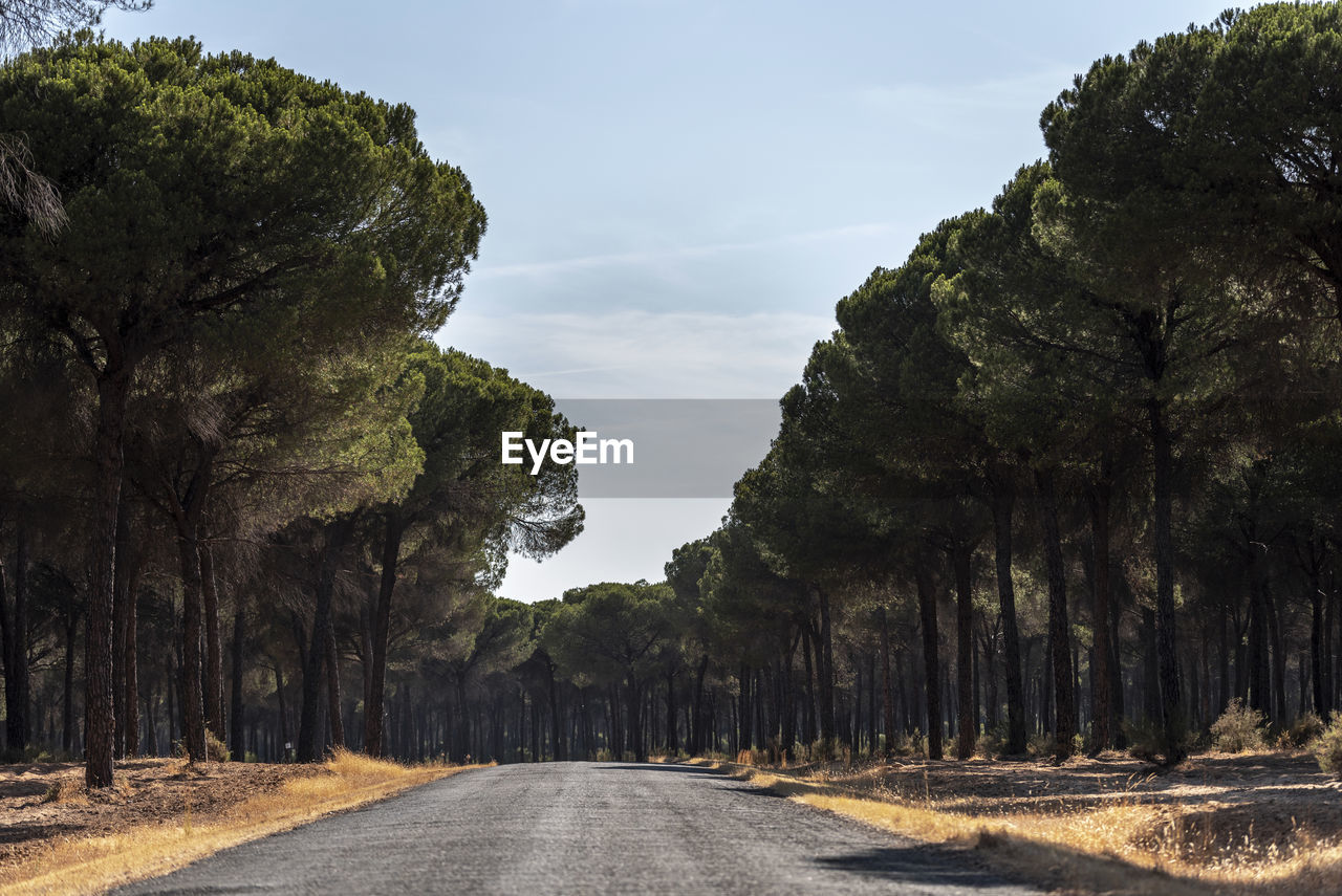 EMPTY ROAD ALONG TREES