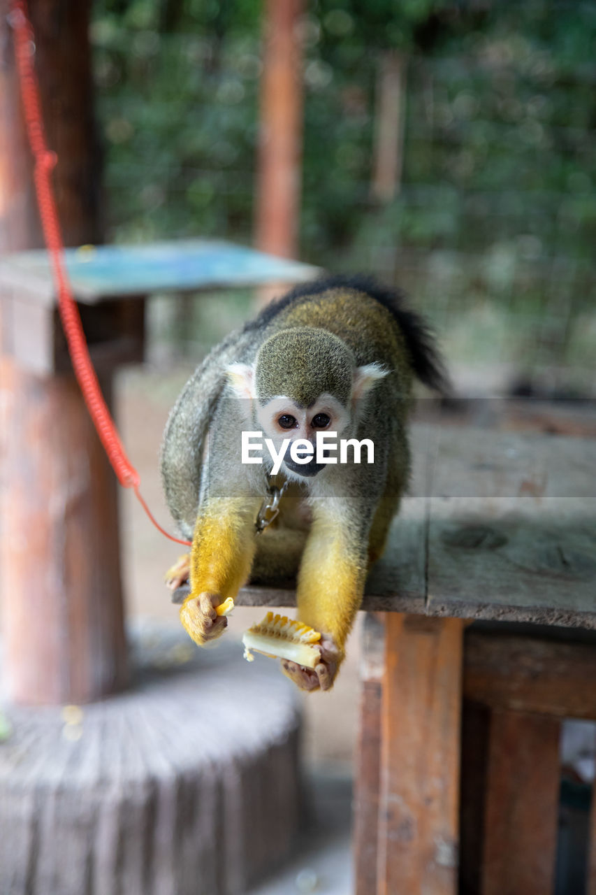 Close-up of monkey on table 

