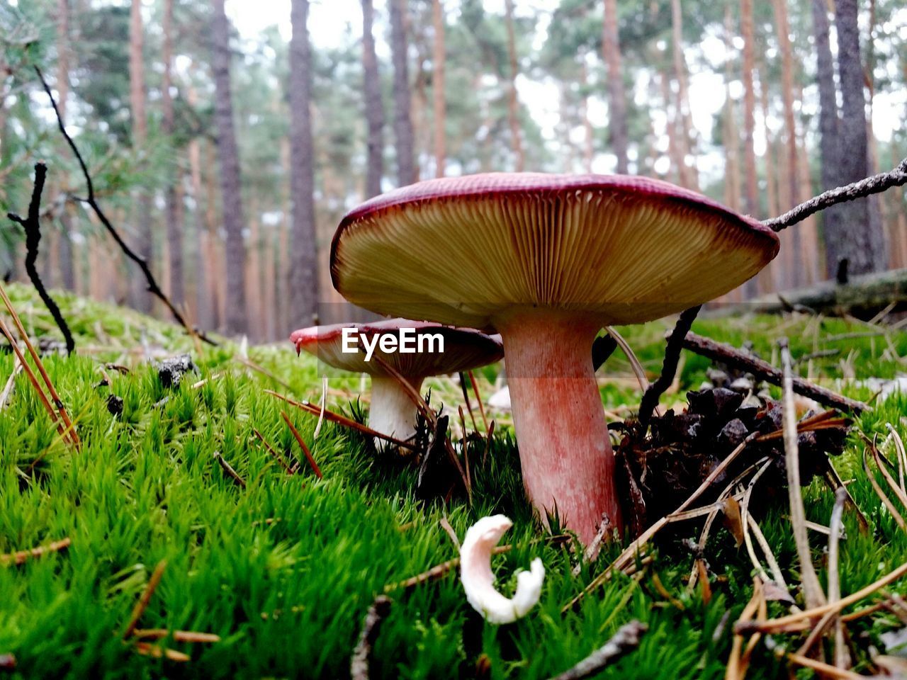 Close-up of fresh mushrooms on grass against trees in forest