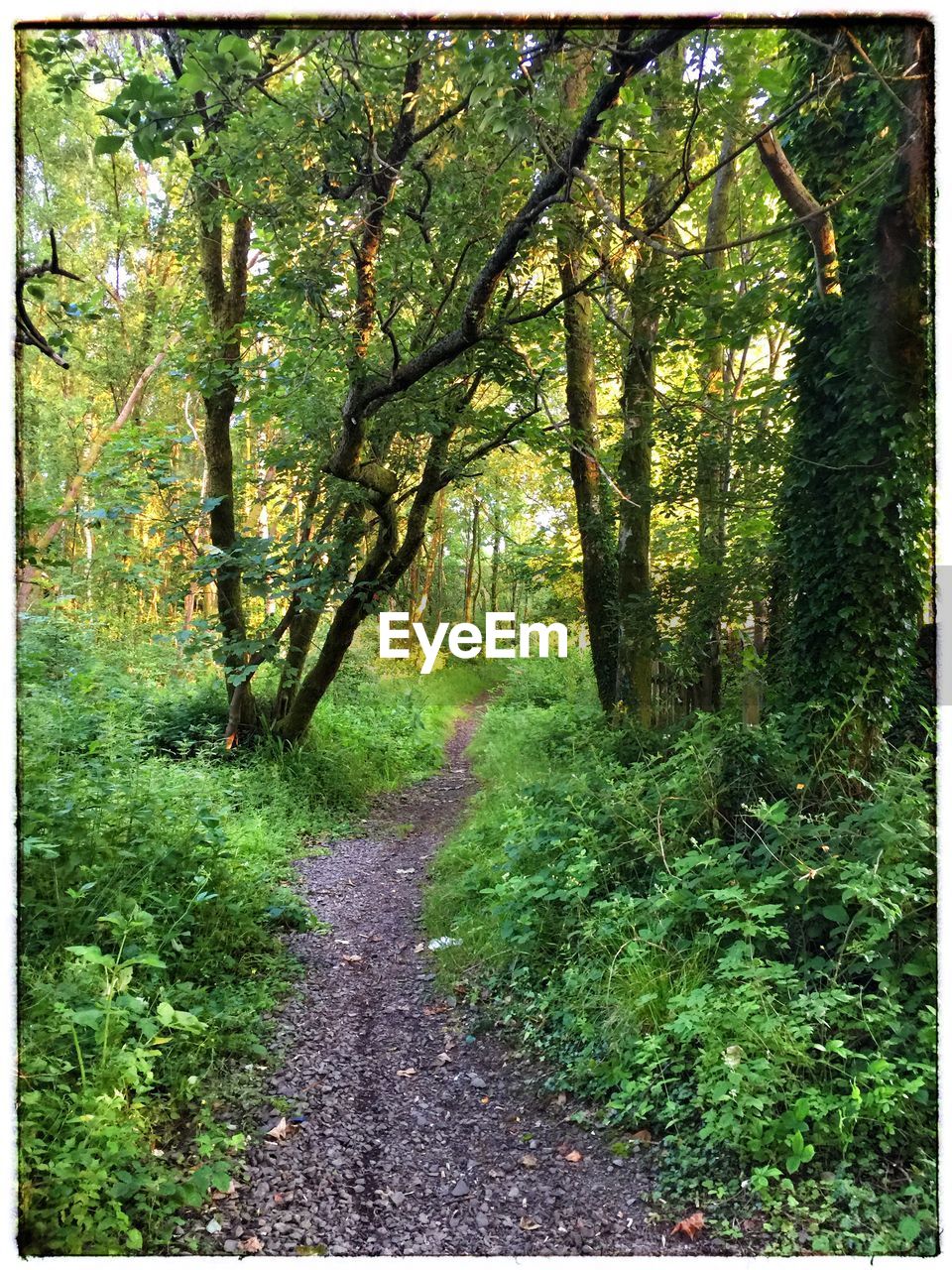 VIEW OF TREES IN FOREST