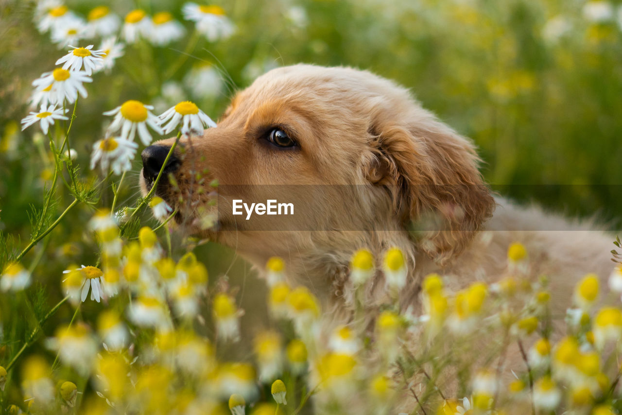 Cute retriever puppy sitting in daisy field looking at the camera