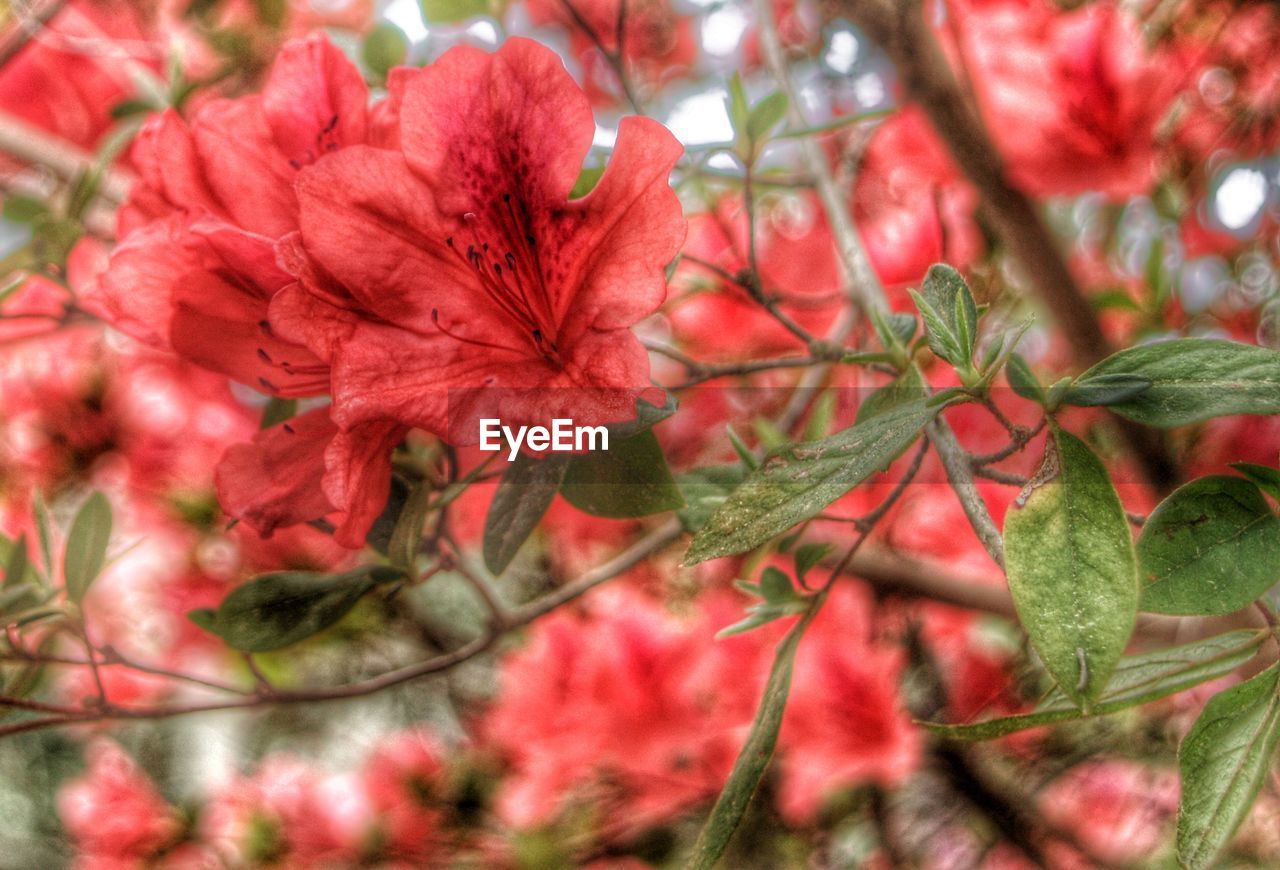 CLOSE-UP OF RED FLOWERS