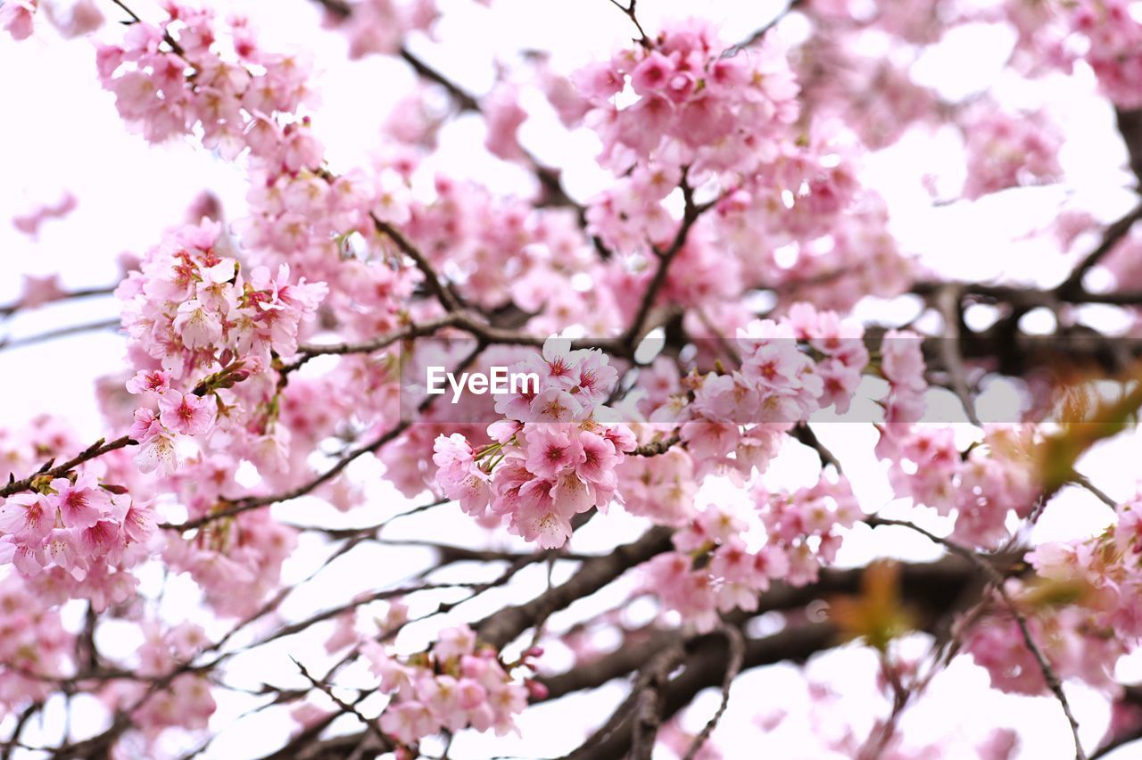 LOW ANGLE VIEW OF CHERRY BLOSSOM TREE