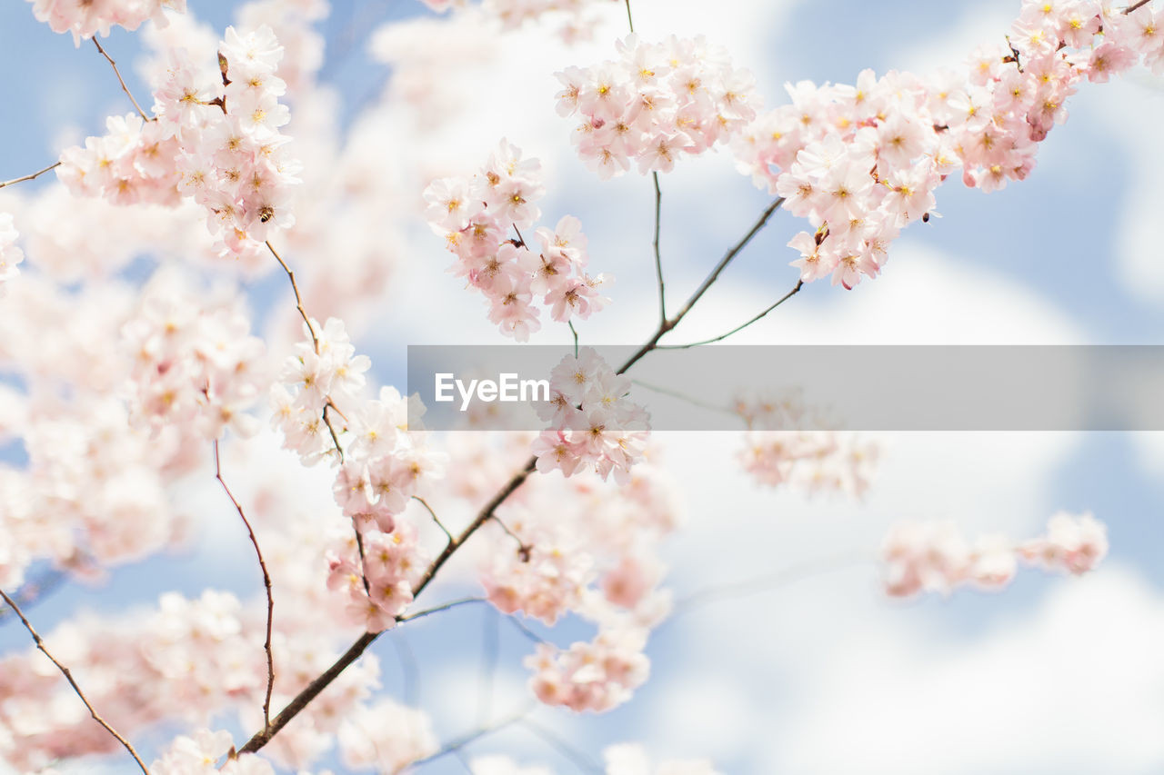 CLOSE-UP OF PINK CHERRY BLOSSOM