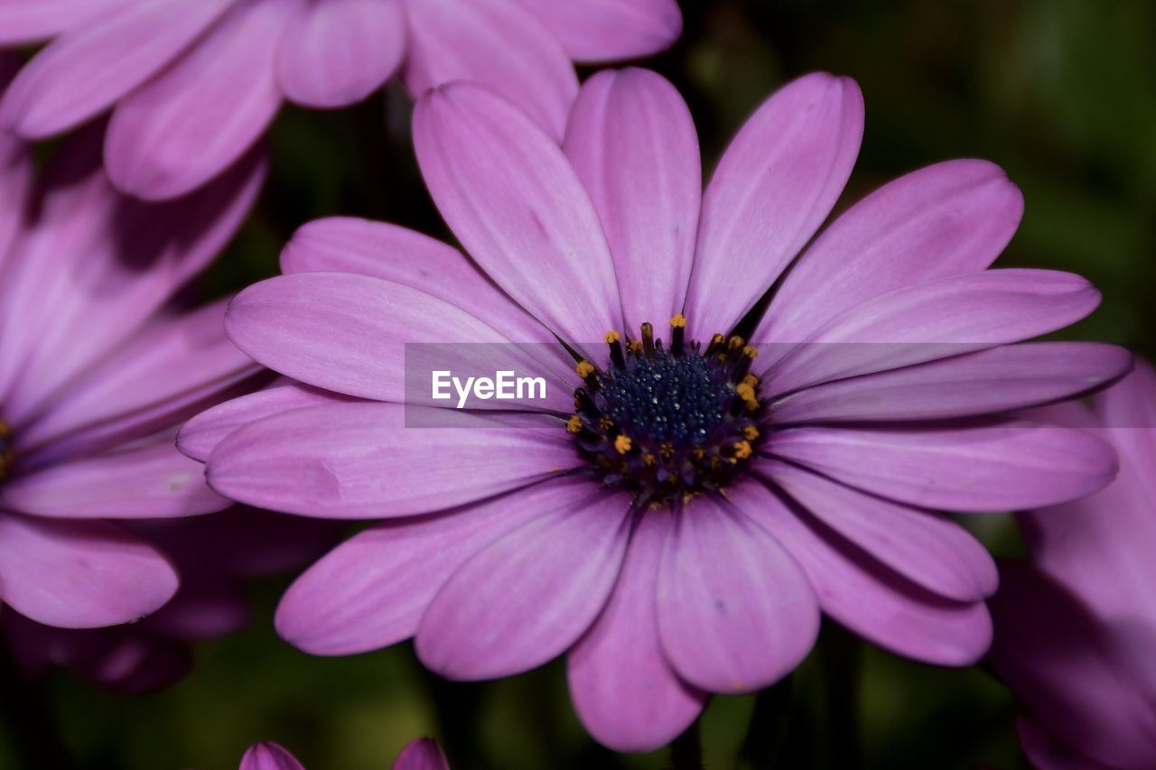 Close-up of pink flower