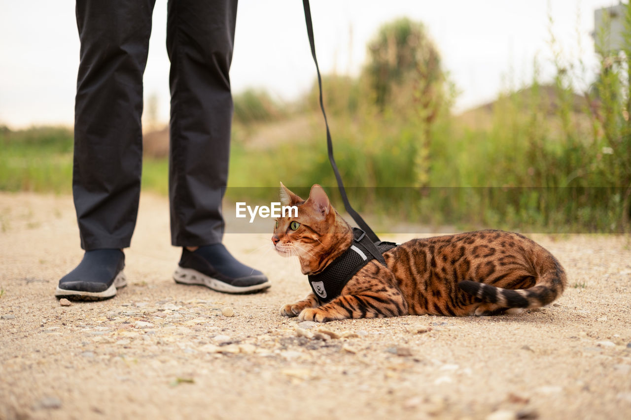  bengal cat outdoors lying on ground.unrecognizable man walking with a leash.pet promenade o