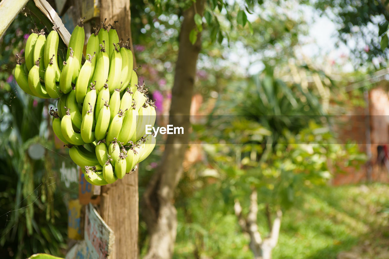 banana, healthy eating, fruit, food and drink, food, cooking plantain, plant, tree, freshness, flower, wellbeing, green, growth, bunch, produce, banana tree, hanging, nature, agriculture, garden, day, focus on foreground, tropical fruit, no people, ripe, outdoors, fruit tree, land, leaf, beauty in nature, organic, landscape, close-up, crop, banana leaf, jungle
