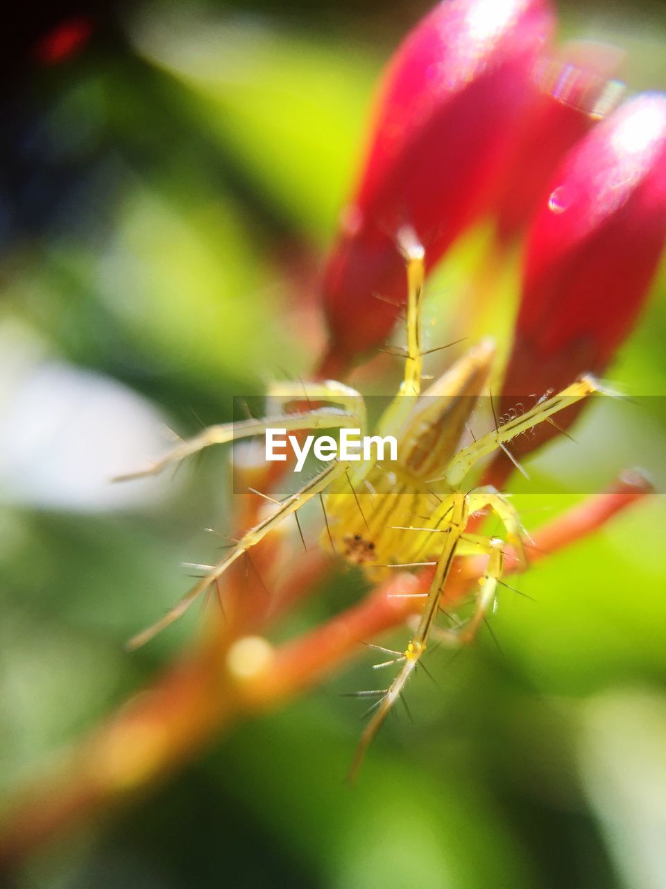 CLOSE-UP OF PLANT AGAINST BLURRED BACKGROUND