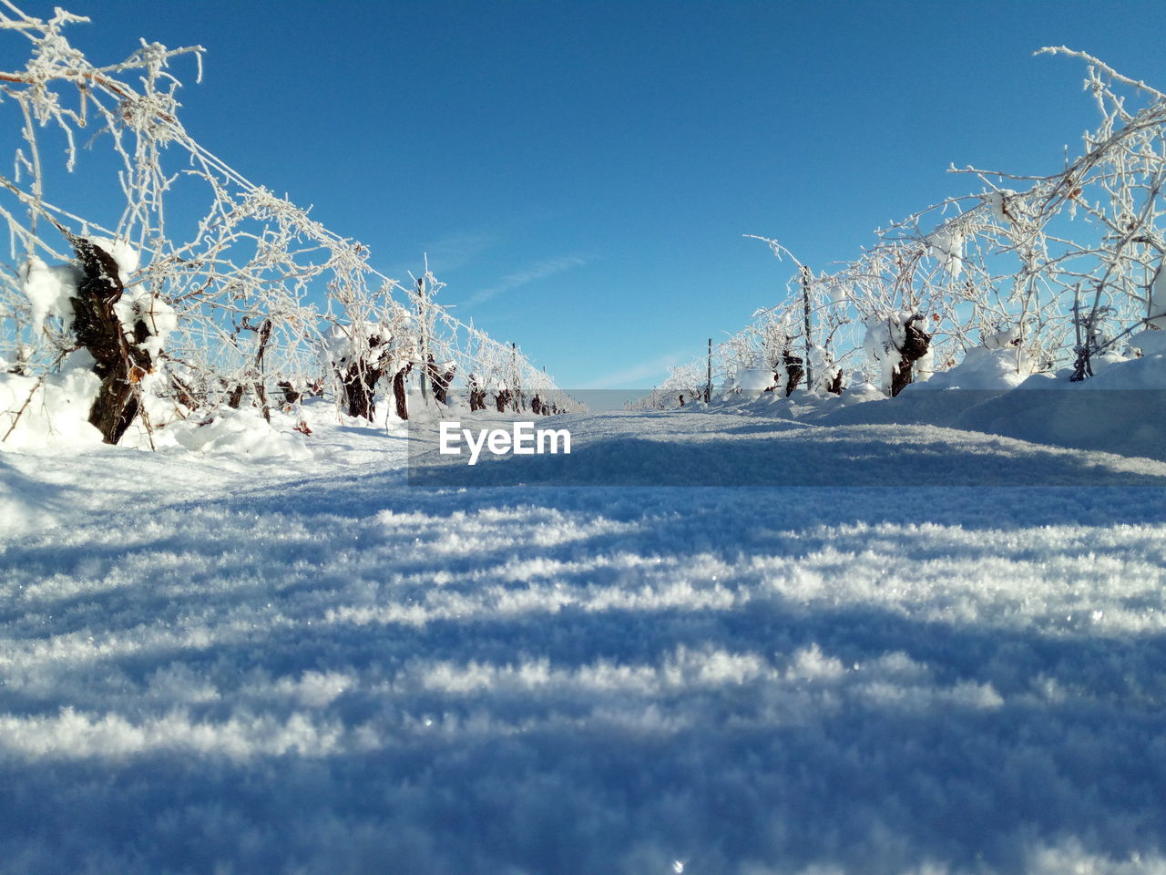 FROZEN TREES ON FIELD AGAINST SKY