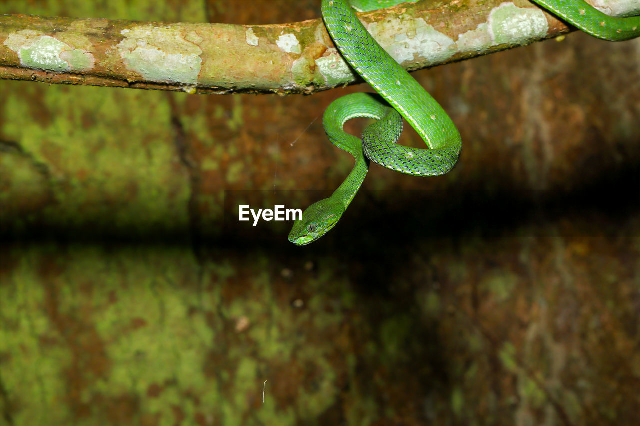 CLOSE-UP OF LIZARD ON PLANT