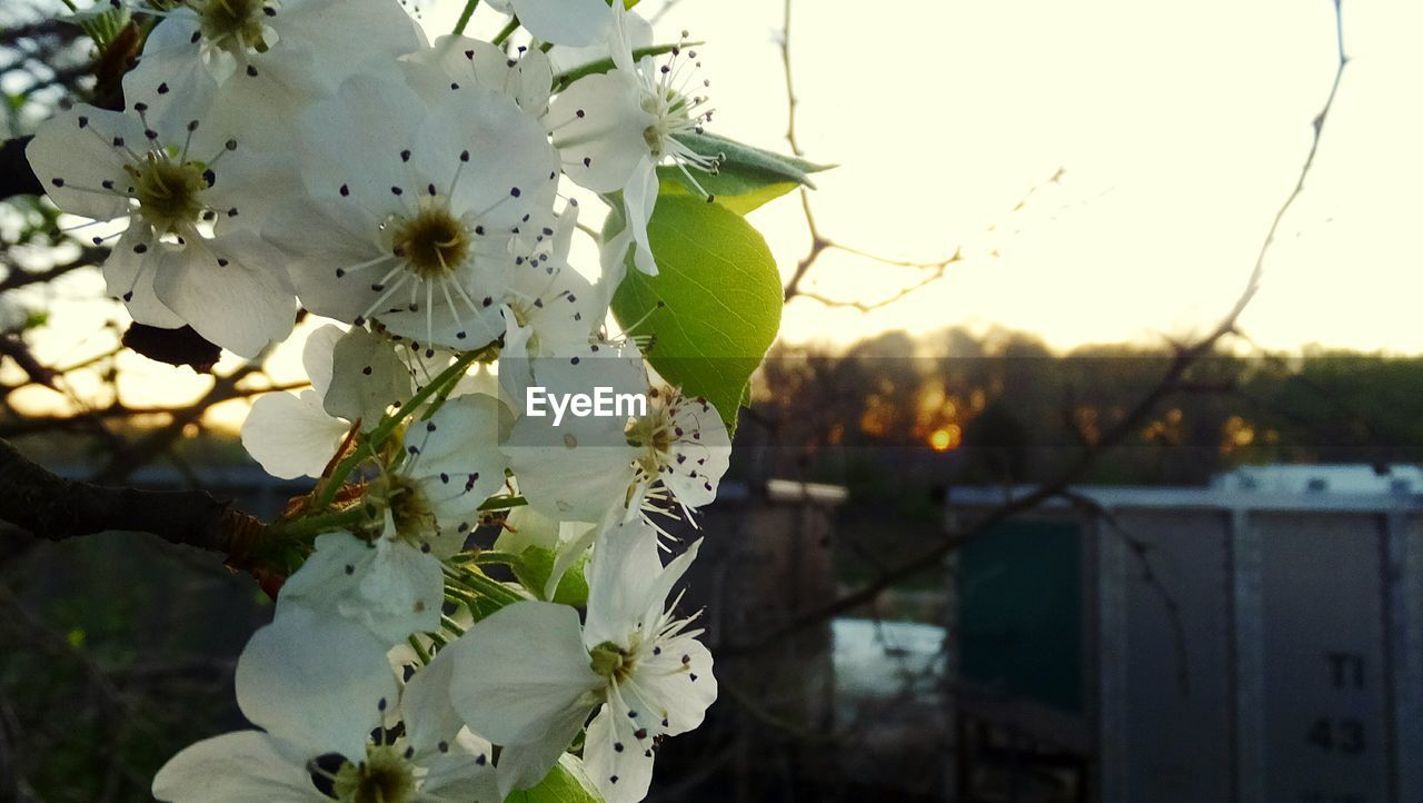 Close-up of white flowers blooming in garden