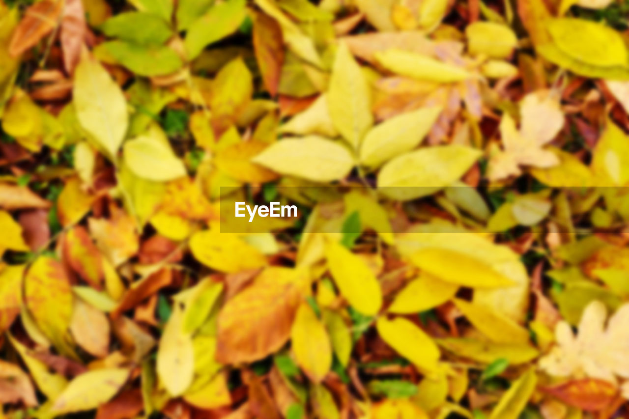 FULL FRAME SHOT OF YELLOW LEAVES AND PLANTS