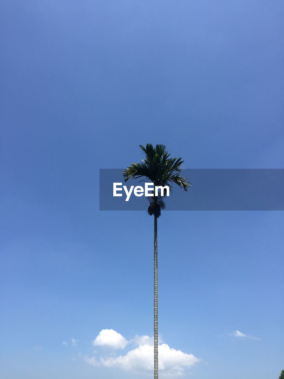 LOW ANGLE VIEW OF PALM TREE AGAINST SKY