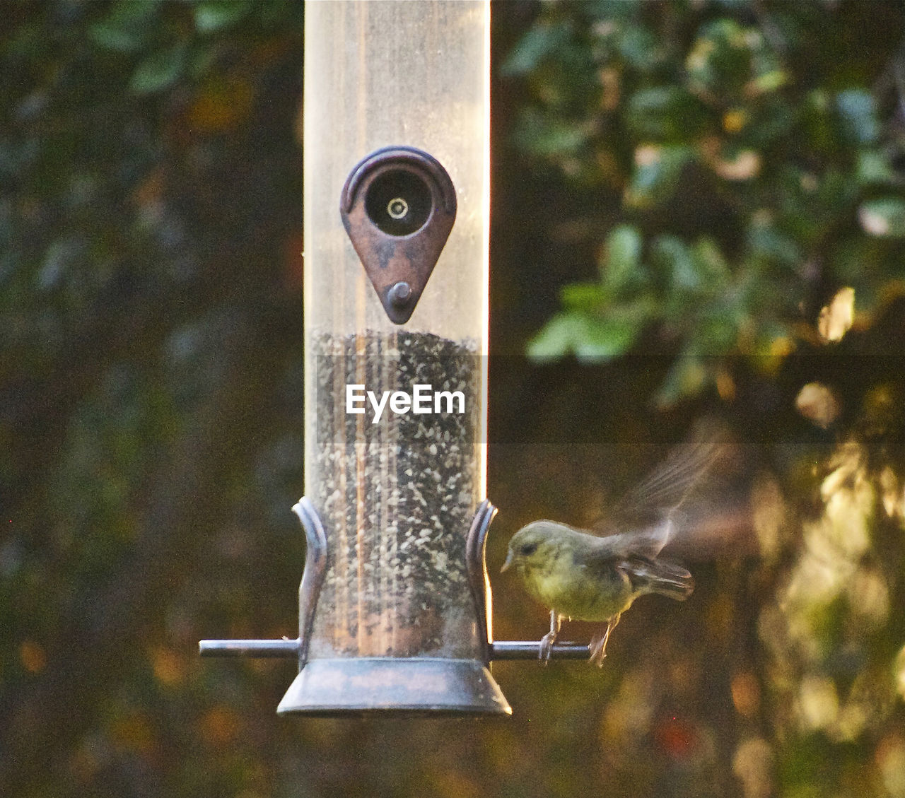 Sparrows perching on feeder