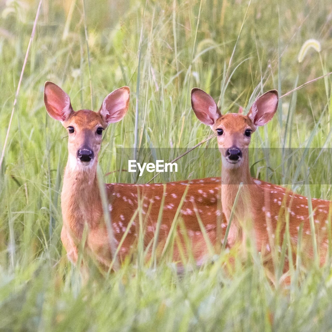 Twin fawns