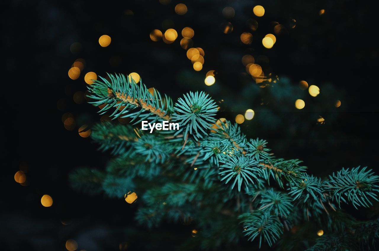 DEFOCUSED IMAGE OF CHRISTMAS TREE