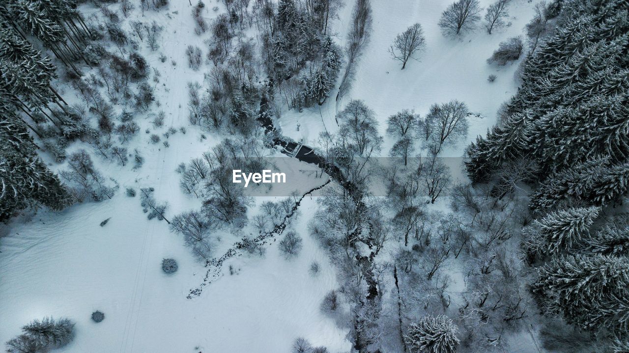 High angle view of pine trees during winter