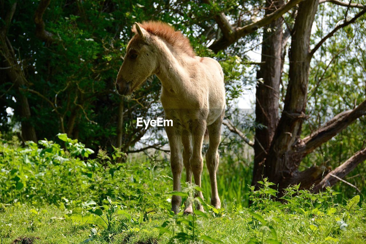 Foal on grassy field against trees