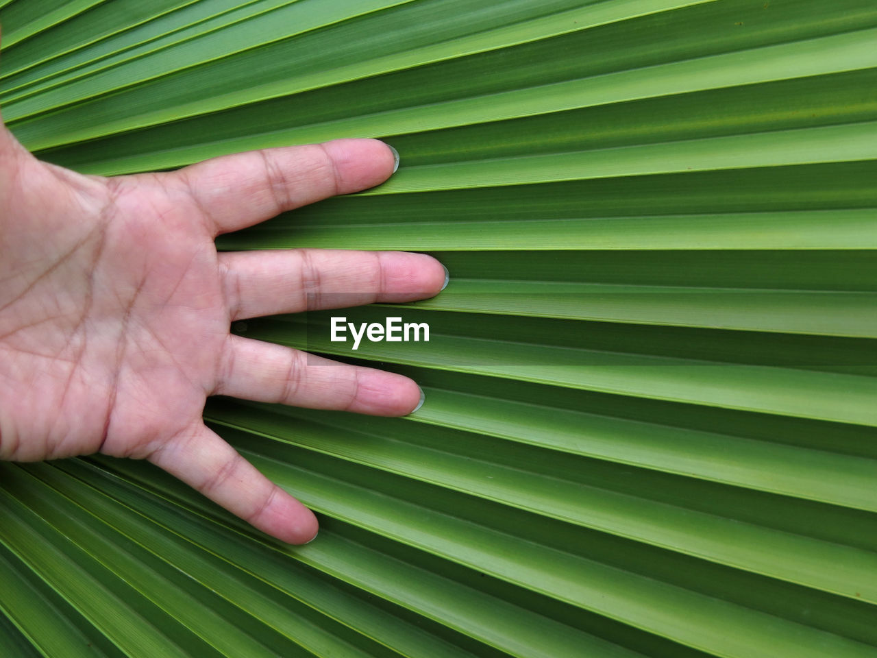 CLOSE-UP OF HAND WITH PALM LEAF