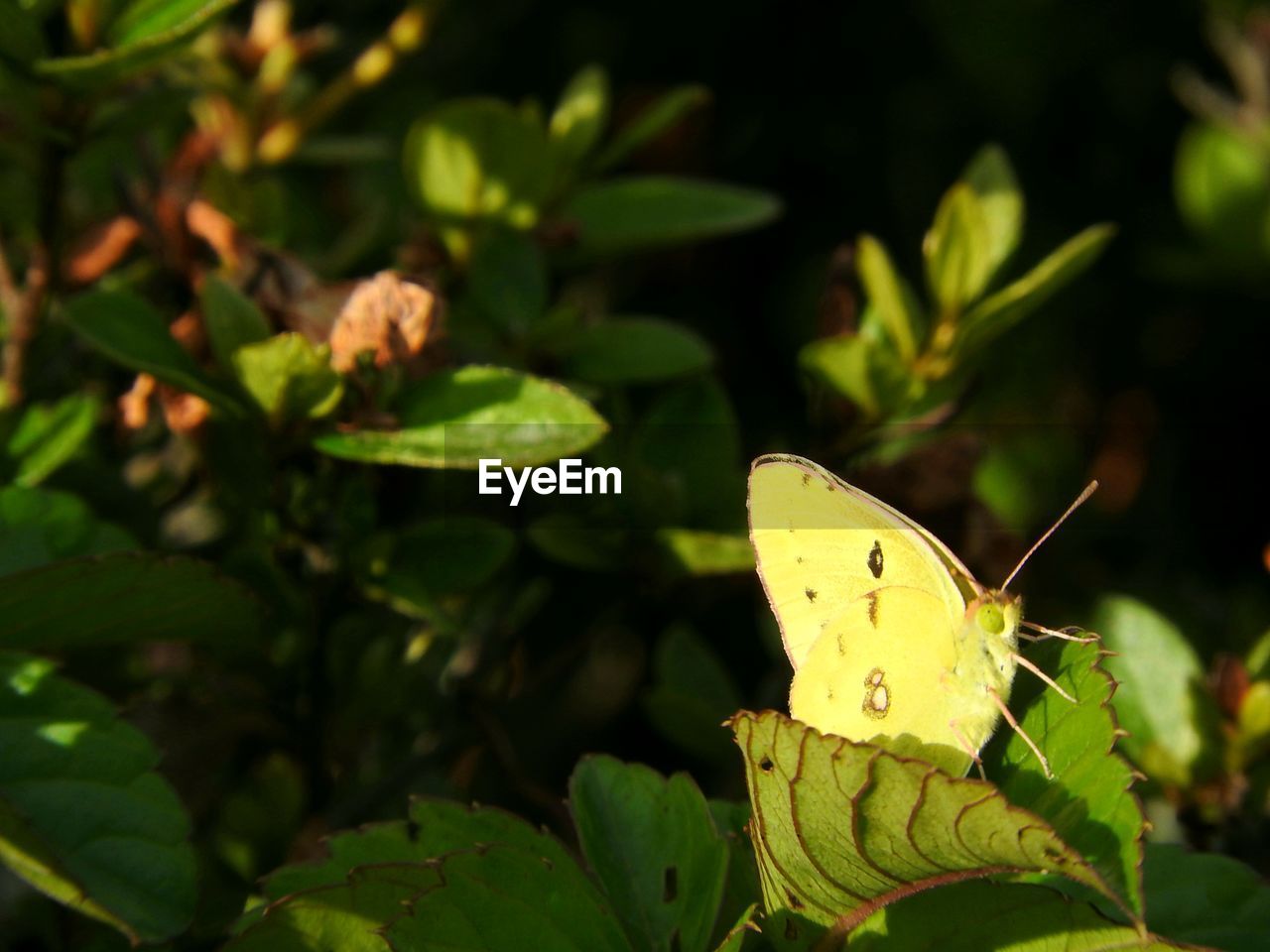 CLOSE-UP OF BUTTERFLY ON LEAF