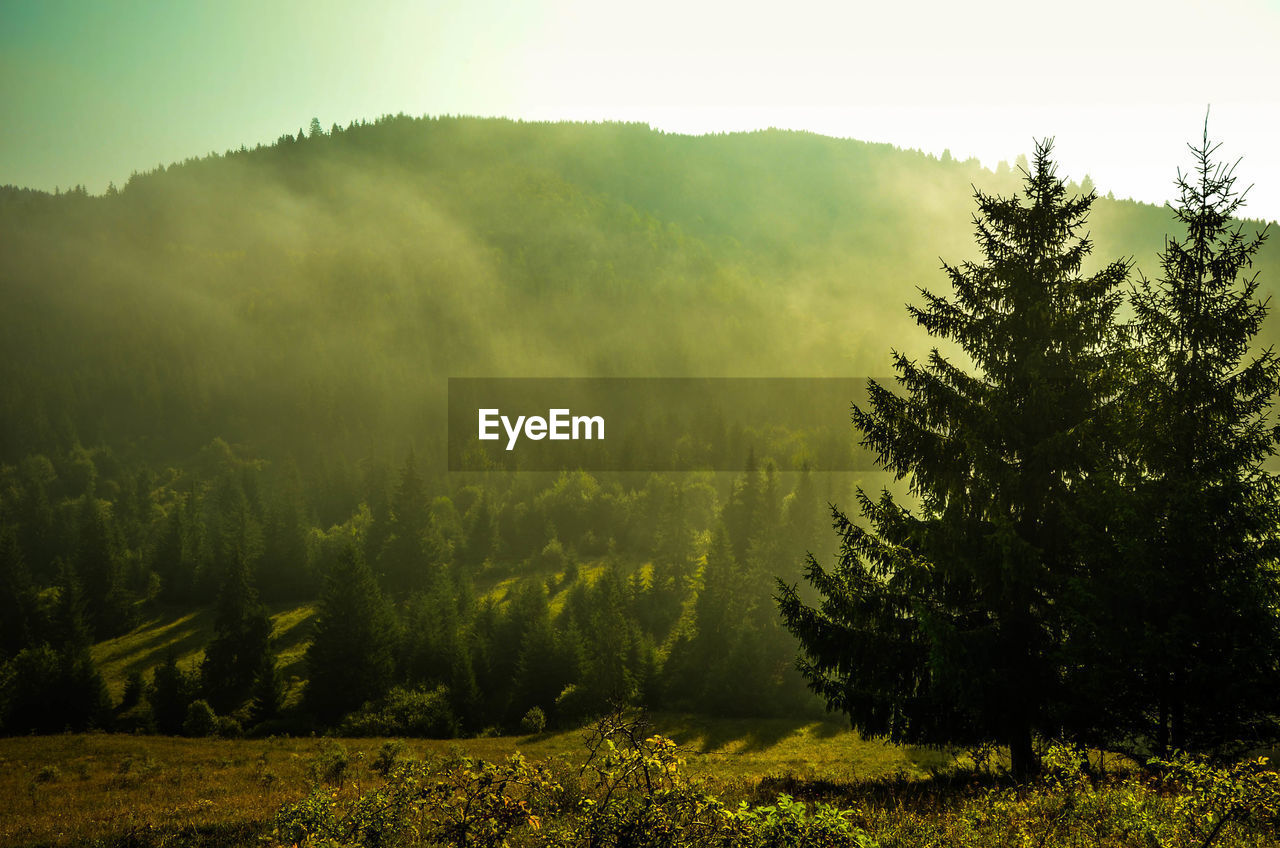 Scenic view of forest against sky