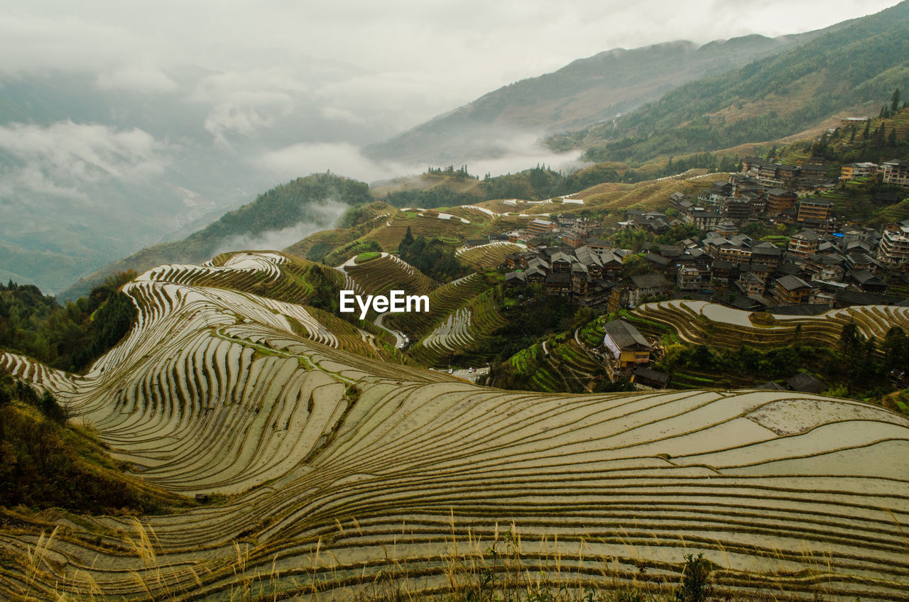 Aerial view of rice paddy