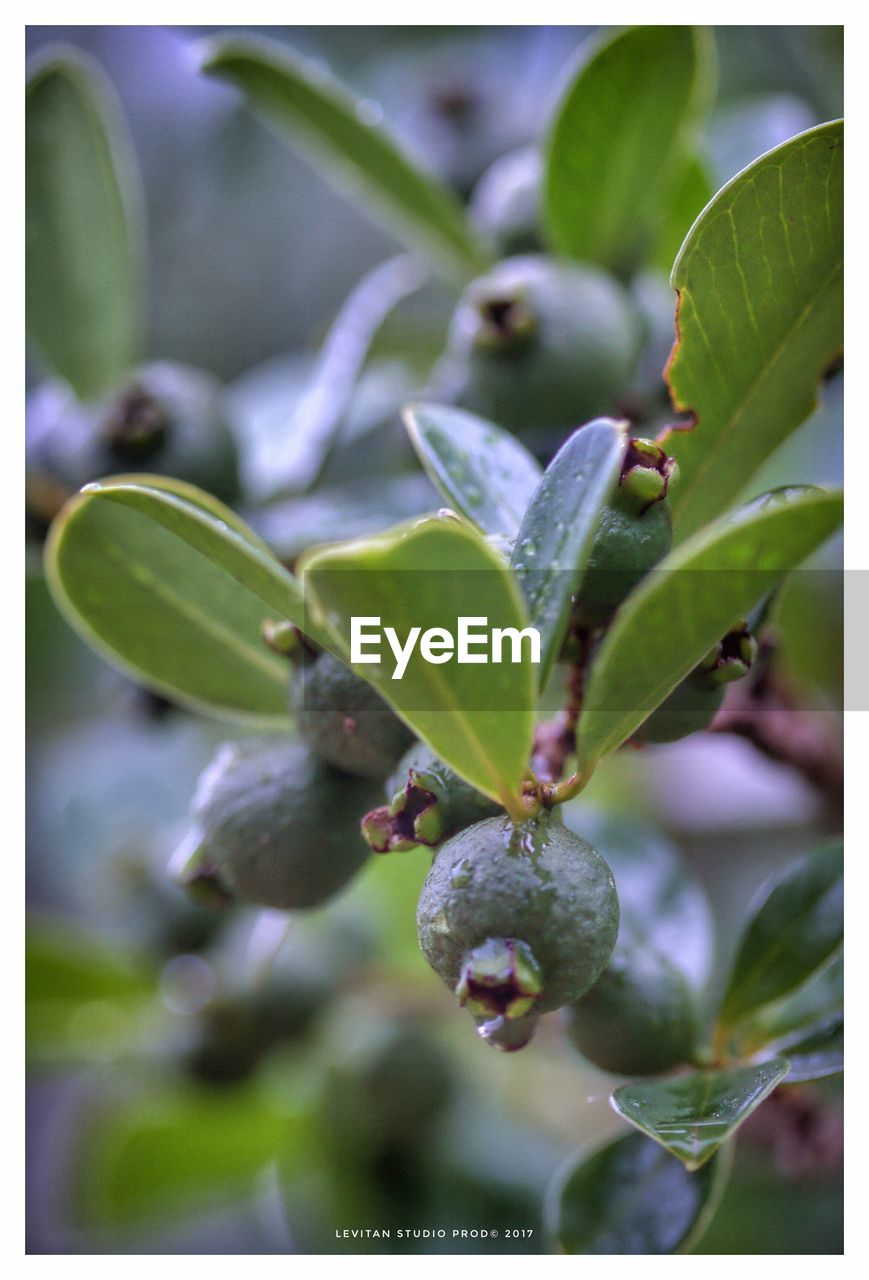 CLOSE-UP OF FRUIT ON TREE