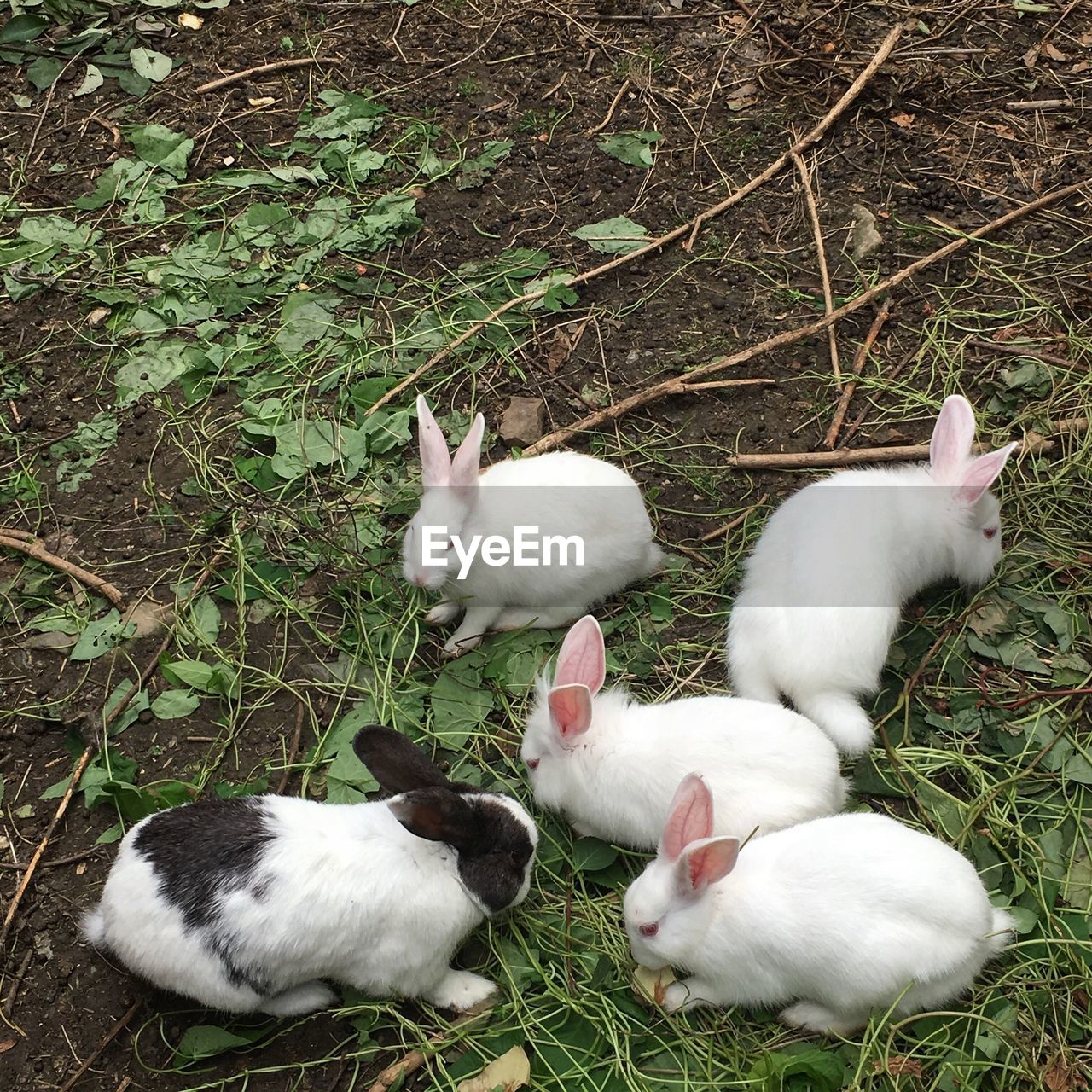 High angle view of rabbits on field