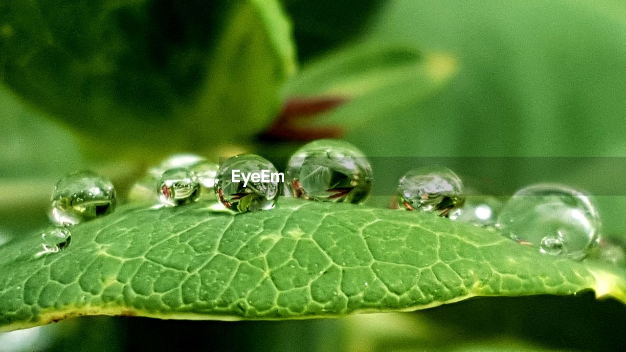 Close-up of water drops on plant