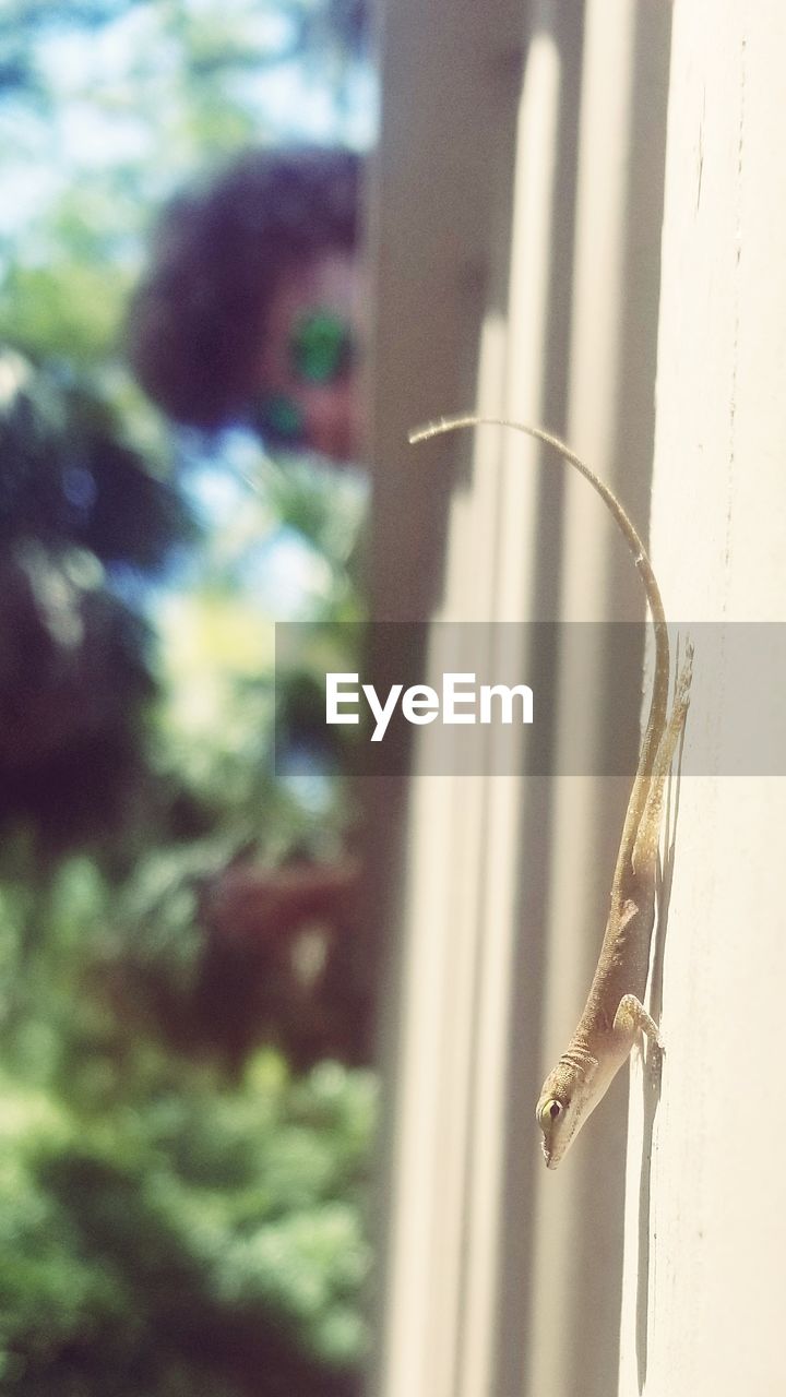 CLOSE-UP OF GRASSHOPPER ON WINDOW