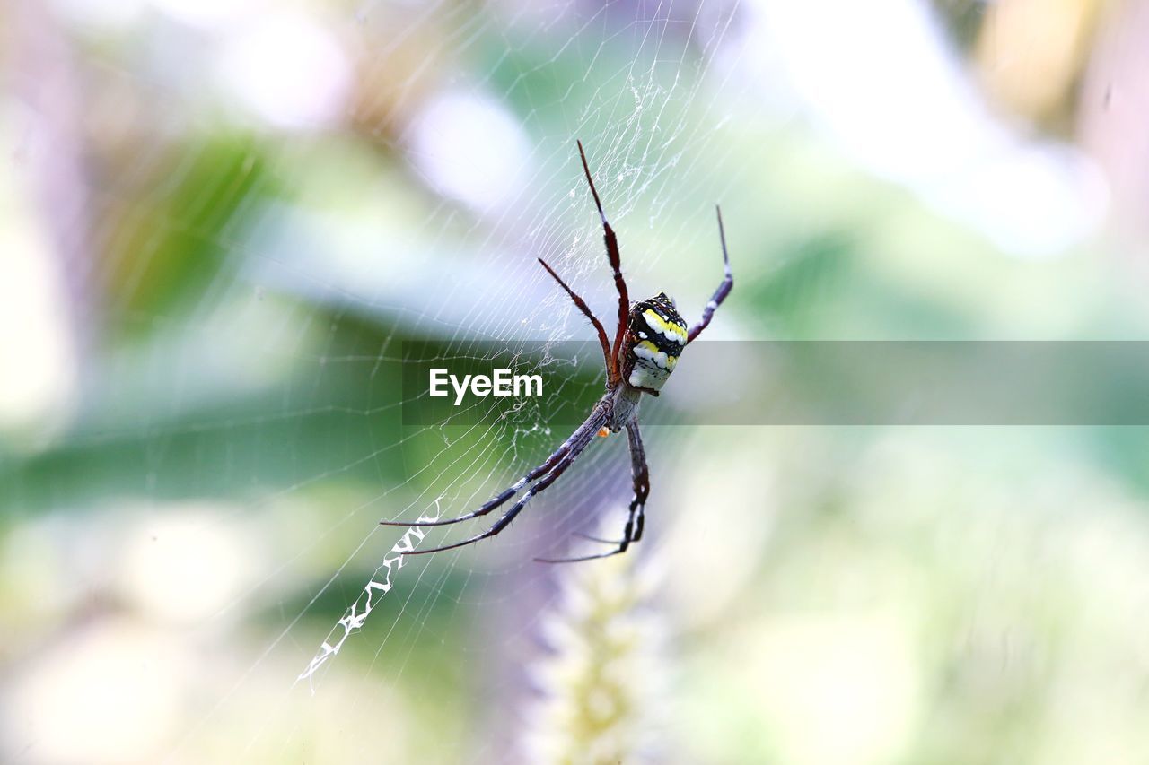 Close-up of spider on web