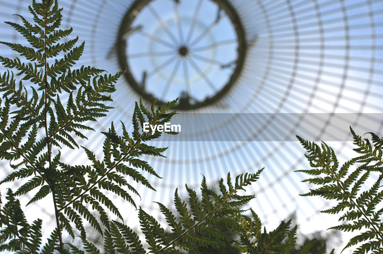 Low angle view of tree against sky