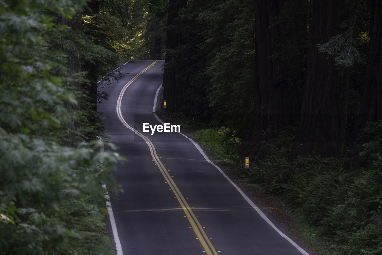 transportation, road, tree, plant, forest, nature, sign, no people, lane, infrastructure, land, the way forward, curve, highway, symbol, outdoors, mode of transportation, beauty in nature, non-urban scene, travel, scenics - nature, motion, long exposure, road marking, marking, speed