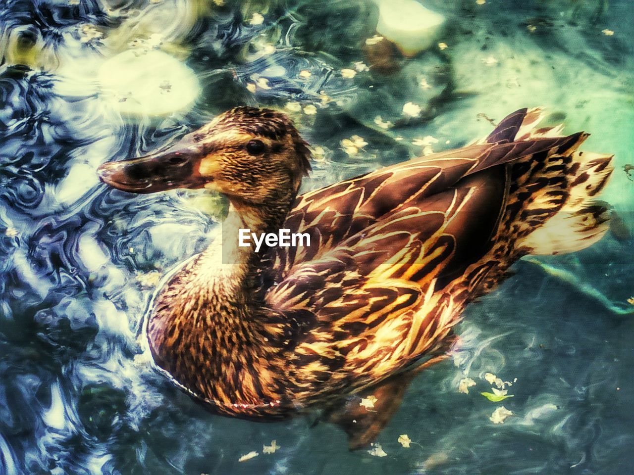 HIGH ANGLE VIEW OF DUCK IN LAKE