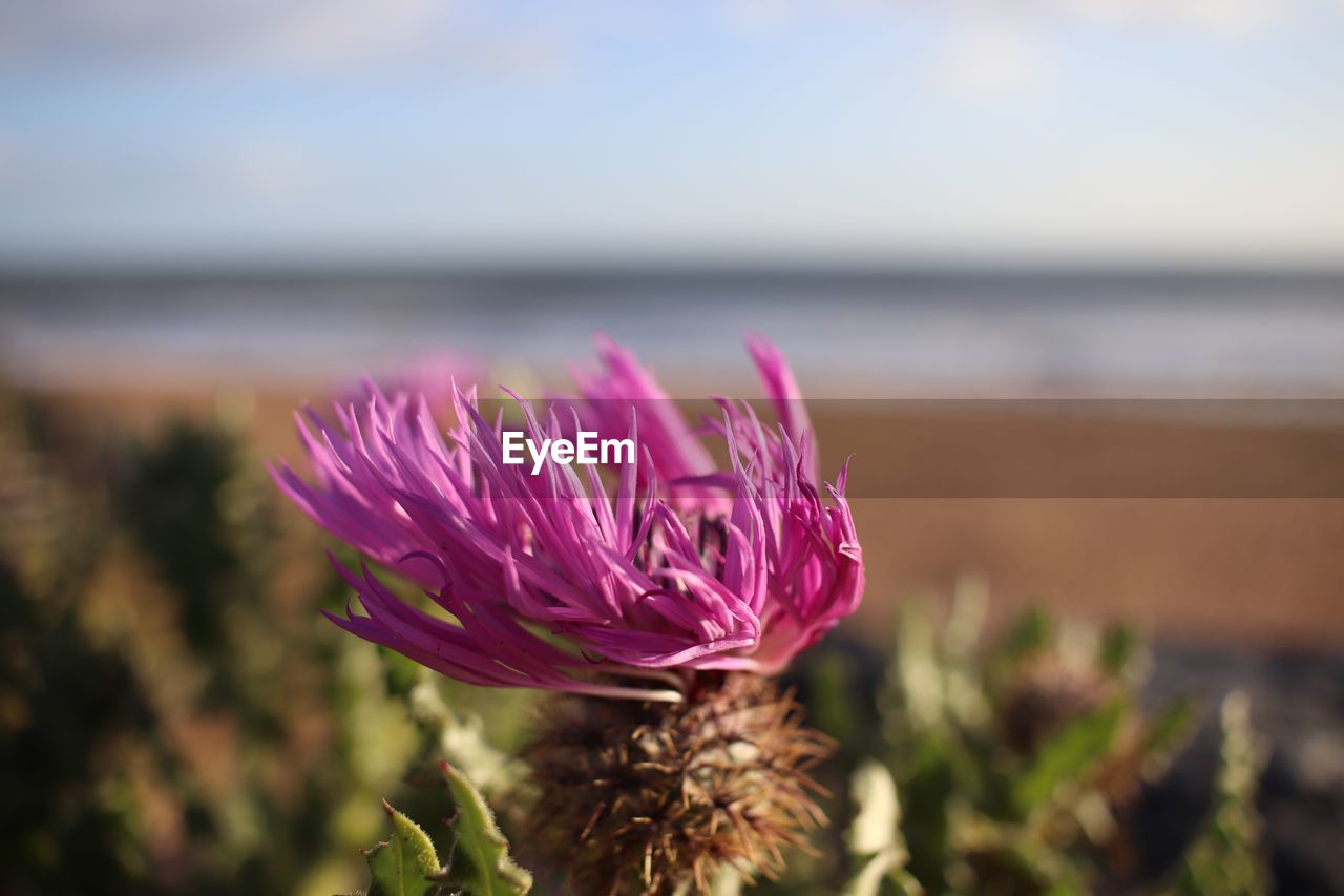 Close-up of pink flower against sky