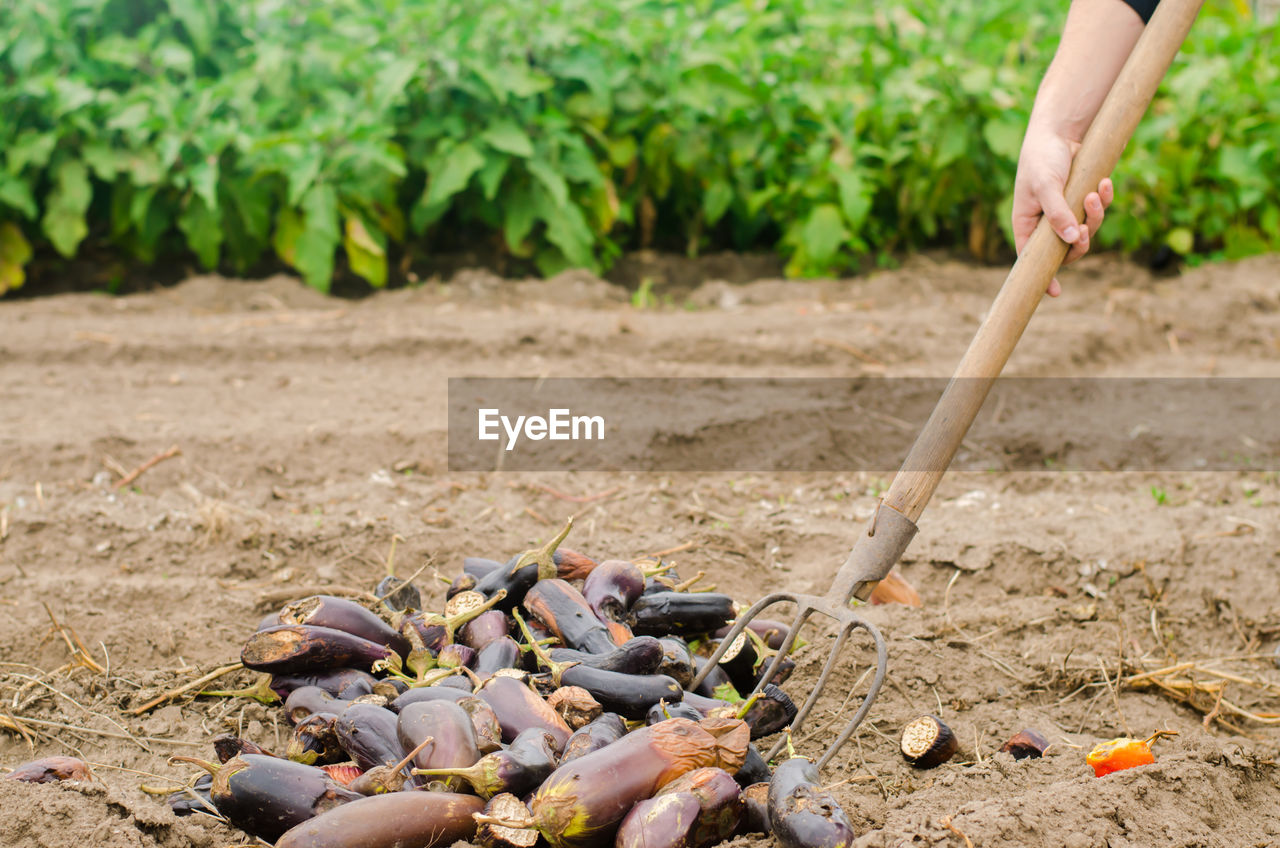 Rotten spoiled eggplant vegetables lie on the field. poor harvest concept. production waste